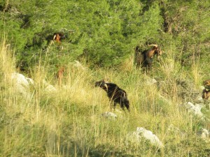 IMG_3706 (Medium)